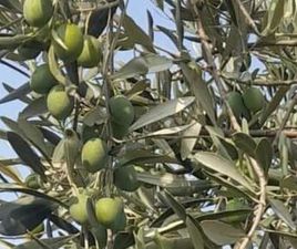 ACURA MDX SHITET ULLINJ KRIPS BERAT