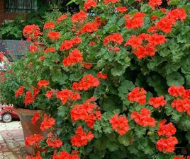 SMART FORTWO PASSION AUT-PANORAMICO-LLANTAS-ALARMA-CD-FULL