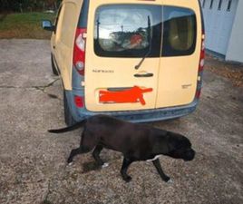 KONGOO 2012 CT OK -6 MOIS