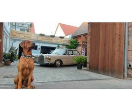 MERCEDES CLASSE S 280 SE MERCEDES BENZ 280SE W108