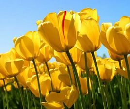 KIA BONGO KIA MOTORS BONGO K-2500 2.5 4X2 TB DIESEL 2014