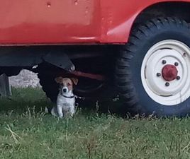 LAND ROVER SERIE II LAND- ROVER SERIE 2A DIESEL MIT H- KENNZEICHEN