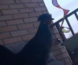 WARTBURG 353 WARTBURG - 353