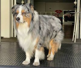 AUDI Q7 Q7 1ª SERIE Q7 3.0 V6 TDI 240 CV QUATTRO TIPTRONIC ADVANCED PLUS