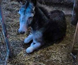 ASIA MOTORS - ROCSTA