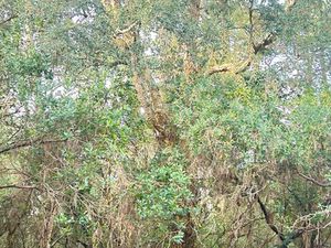 “Terrain 1 000 m² en zone N – Opportunité rare pour investisseurs ”