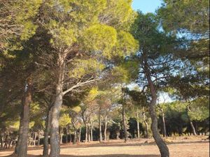 Recherche Terrain  pinède ou autres