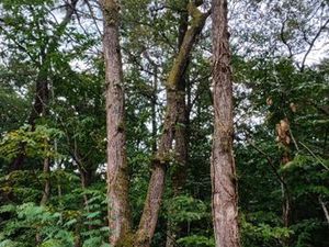 Parcelle de bois 1900 m2