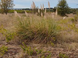 Terrain Marseillan Village