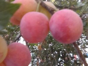 Besoin d un terrain maraicher