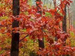 Plantation de chênes rouges américain 