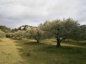 Terrain oliveraie AOC vallée des Baux