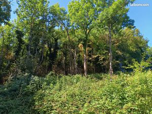 Propriété boisée feuillue