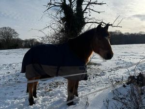 Location place dans pre herbage terrain pour devaux ou ane