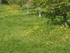 Terrain agricole ou de loisirs sur 5600 m²