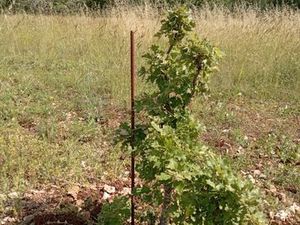 Terrain chênes truffiers et bois