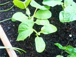 Terrain pour potager