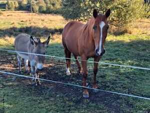Cherche terrain pour chevaux