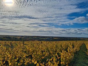 Vignes à vendre-1ha88-st Lambert du lattay