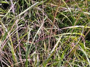 Terrain en friche colline