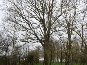 Terrain d'agrément   boisé   paysagé