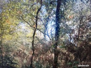 Recherche bois à acheter