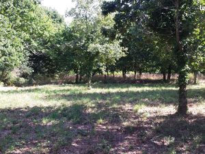 La Turballe : terrain constructible dans un environnement calme et arboré