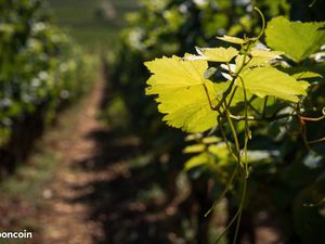 Terrain 1 200 m² Artigues Pres Bordeaux