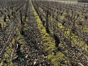 Étudie opportunités viticoles AOC Champagne