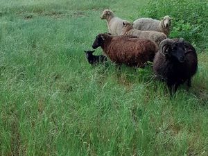 Vends terrain trois hectares les mathes