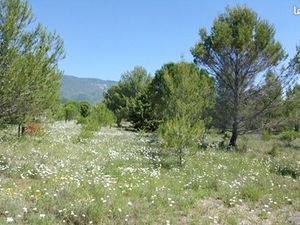 Terrain 1 287 m² Cucuron
