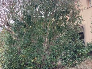 Maison 56 m2 2 chb jardinet parking