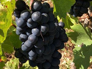 Propose Métayage AOP Fleurie  Moulin à Vent  Beaujolais Blanc