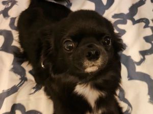 Recherche appartement T1/2 ou collocation (sous conditions)