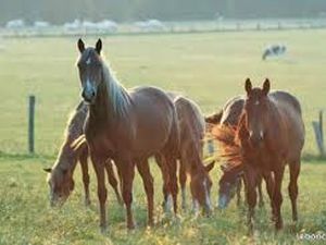 Recherche corps de ferme + quelques hectares à louer