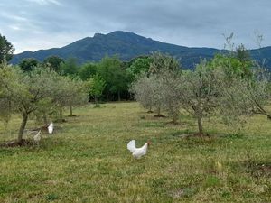 Un coin de nature à cultiver – 1 3 ha à Laroque-des-Albères
