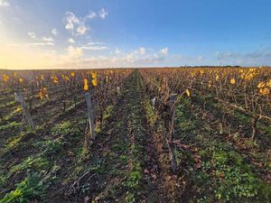 Vignoble rare en Muscadet
