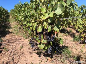 Domaine en métayage AOP Fleurie  Moulin à vent  Beaujolais Blanc