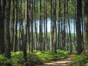 Terrain 612 m² Gastes