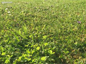 Terrain hors lotissement Guipavas