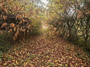 Terrain centre ville Thouars