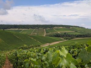 Terre à vigne AOC Champagne à St Thierry