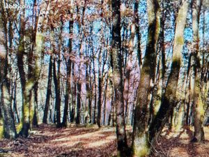 Recherche parcelles de bois forêt