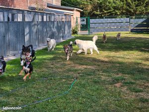 Recherche locataire pension canineet féline