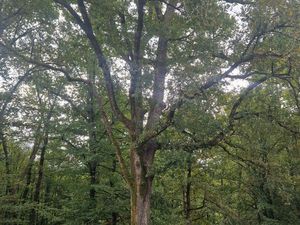 Parcelles de bois 15Ha