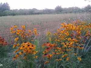 Terrains à bâtir 1500 m² St Michel Loubejou