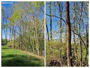 Terrain boisé en nature de jardin NON CONSTRUCTIBLE
