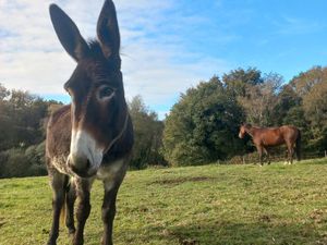 Cherche terrain agricole