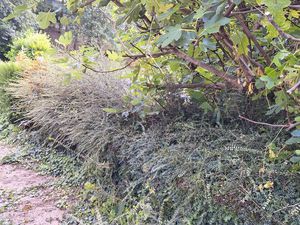 Maison 5 chambres sur sous-sol