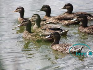 Terrain 10191 m² Longpré-les-Corps-Saints